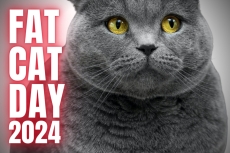 Fat Cat Day 2024